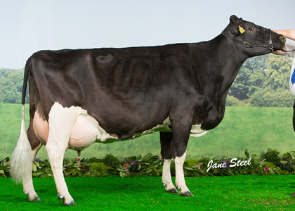 lismulligan priscilla 41